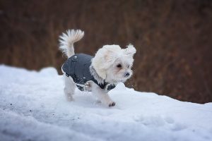 Pes a sneh