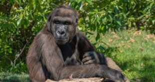 Gorila, foto: pexels