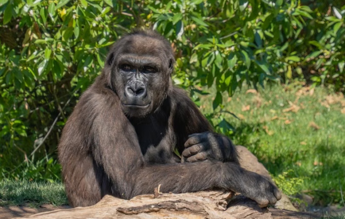 Gorila, foto: pexels